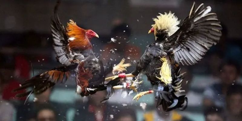 Đá gà trực tiếp